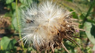 Silybum marianum  a natural remedy for the liver [upl. by Malek]