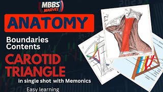 Neck  Carotid triangle anatomy । Anatomy। MBBS First Year। MBBS Marvel [upl. by Manfred203]