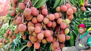 offseason Litchi cultivationcoorgcentral Horticultural experiment stationchettaliLalsFoodWorld [upl. by Ettevroc872]