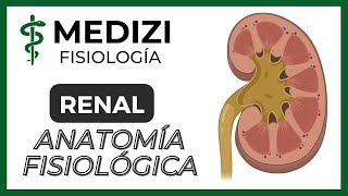 Clase 55 Fisiología Renal  Anatomía funcional del riñón IGdoctorpaiva [upl. by Zondra]