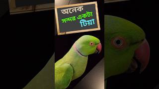 অনেক সন্দর একটা টিয়া পাখি। টিয়া পাখি BDBIRDSHOP [upl. by Figueroa]