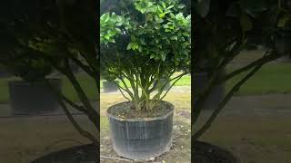 Huge Ligustrum trees Container Grown [upl. by Leivad775]