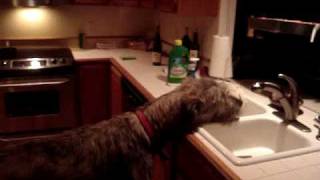 Irish Wolfhound Thanksgiving [upl. by Shirlee]