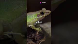 D Song of d Rainforest youtubeshorts animals nature education facts learning frog rainforest [upl. by Astrea]