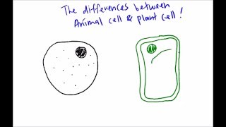 The differences between animal cell and plant cell under light microscope [upl. by Issirk]