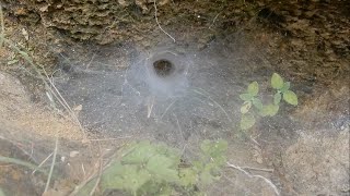 Funnel web spider  Himachal Pradesh India [upl. by Etem]