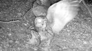 Western Screech Owl Flies off with Huge Rat [upl. by Aiduan795]