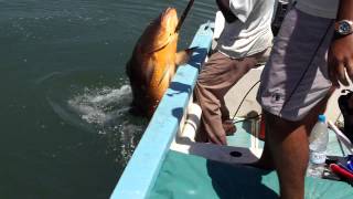 Carpe rouge 37 kg Toubacouta  Sénégal [upl. by Heidy]