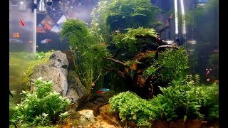 Aquascaping So sieht mein NanoCube nach einem Jahr aus [upl. by Sivart]