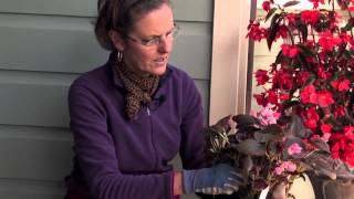 How to Pinch Out Begonias  More Gardening Advice [upl. by Retsek865]