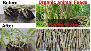 How to plant or propagate Napier Grass [upl. by Adiv]