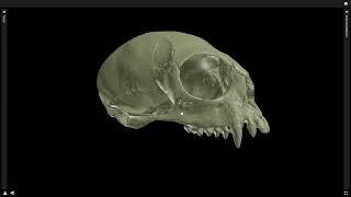 Some cranial differences in catarrhine vs platyrrhine primates [upl. by Amedeo]