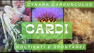 Cardo Cynara cardunculus [upl. by Ppilihp]