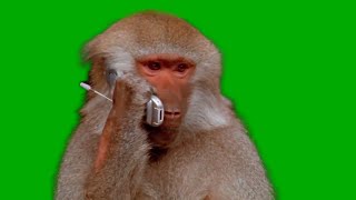 Monkey on the Phone Green Screen Meme Template  vfxnoob [upl. by Ludlow]