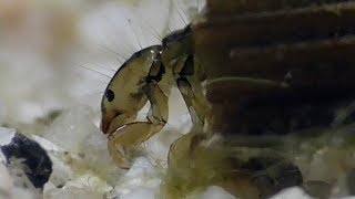 Köcherfliegenlarve Trichoptera Caddisfly [upl. by Dolloff]