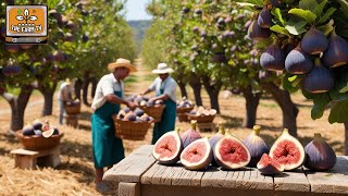 The delicacy and flavor of the FIGS Discover how its production and FIGS JAM processing work [upl. by Gerrard467]