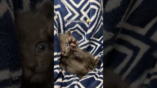 RAWRRRRRso scawry 🥹 babykittens cutekittens greycat orphankitten [upl. by Siuqaj]