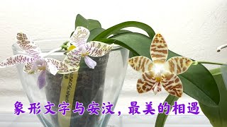 04192023 象形文字与安汶蝴蝶兰，更喜欢哪棵多一些🤩 phalaenopsis hieroglyphica x sib phalaenopsis amboinensis [upl. by Ainaznat]