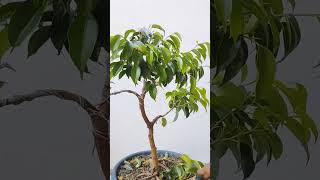 Ficus benjamina bonsai tree pruning bonsaitree bonsaiprojects gardening [upl. by Channing]