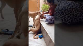 Duniya wale puchte hai tmhe inse kaise pyar ho gaya🤔 doglovershortsfeedindianbreeddogvideoyt [upl. by Adriene]