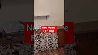 New Home For Me  Full video linked below newhome startingover shortsvideo [upl. by Feil]