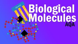 BIOLOGICAL MOLECULES  Detailed AQA Alevel Revision [upl. by Myles814]