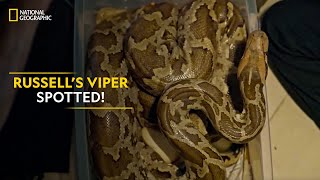 Russell’s Viper Spotted  Snakes SOS Goa’s Wildest  National Geographic [upl. by Hogle28]