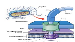 Structure amp Working of Bacterial Flagella [upl. by Ahsienar]