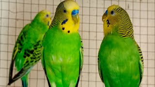 12 hours of budgie sounds for relaxation [upl. by Fritz56]