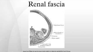 Renal fascia [upl. by Rajiv]