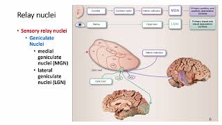 Neuroscience Thalamus [upl. by Winograd]