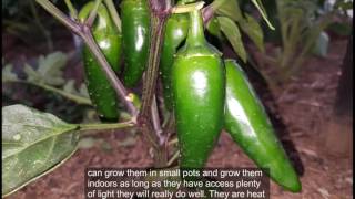 Grow Jalapeno Peppers  How to grow chillies [upl. by Ledairam648]