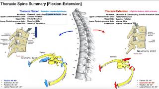 REUPLOAD Rib Movements  Coupled with Thoracic Flexion amp Extension [upl. by Goran]