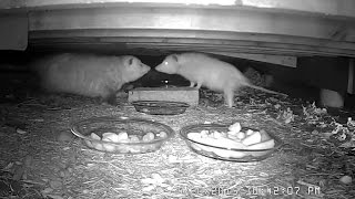 WHITE OPOSSUM  Rare leucistic female Virginia opossum Didelphis virginiana 05202015 [upl. by Cordeelia]