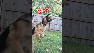 Dancing Joe 🕺🤣 dog germanshepherd shorts [upl. by Ajile]