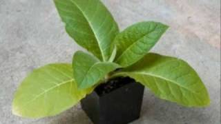 Planting and growing your own Organic Tobacco [upl. by Halilad]