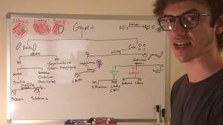 Identifying Bacteria  Gram Positives  SIMPLE METHOD [upl. by Fidel]