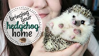 What to Expect When Bringing a Hedgehog Home [upl. by Middleton]