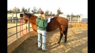 Horse Training With the Initiator Signal  Asking Your Horses Permission [upl. by Akienahs]