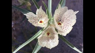 Antirrhinum confertiflorum ghost flower [upl. by Gifferd]