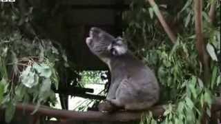 BBC News Koalas bellow with unique voice organ [upl. by Aeresed]