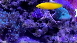 50Gallon Cube Reef Aquarium Coral Additions amp Growth Progress [upl. by Seebeck]