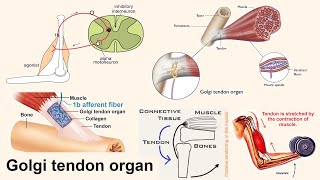 Golgi tendon organ [upl. by Aihsemat]