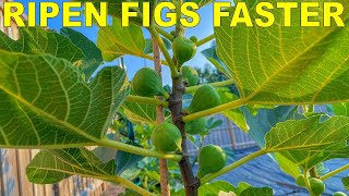 Grow Fig Trees That RIPEN FIGS FASTER With Three Simple Tricks [upl. by Yerhcaz300]