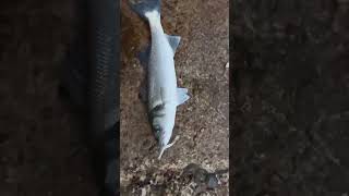 Lure Fishing for Sea Bass Sussex Coast SideWinder Lures fishing bassfishing seafishing [upl. by Onitnerolf733]