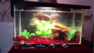 My 10 gallon Bluegill Tank [upl. by Mort]