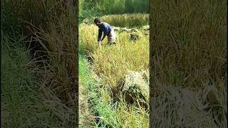 Dhan harvesting ✅🔥🌾 kishan farming funny comedy kisan harvesting harvest kisan farmar [upl. by Traweek751]