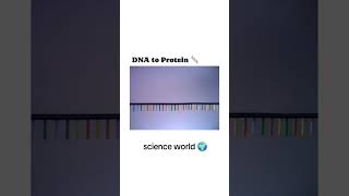 DNA to Protein medicallecture anatomy healthcareeducation anesthesia dna rna protein [upl. by Bounds]