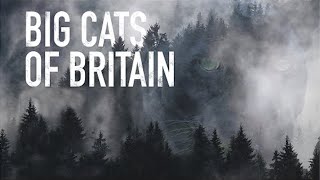 Big Cats of Britain  Grizzly Documentary [upl. by Naujit]