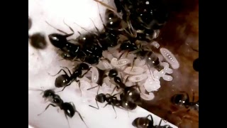 Lasius Niger Ants 060717 [upl. by Konstanze819]